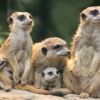 © Wilhelma Stuttgart